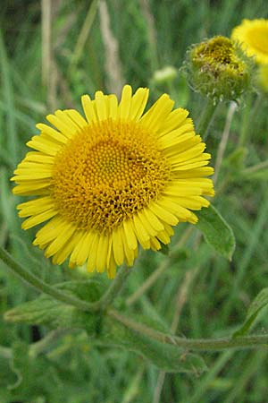 Pulicaria dysenterica \ Groes Flohkraut / Common Fleabane, D Mörfelden 29.7.2006