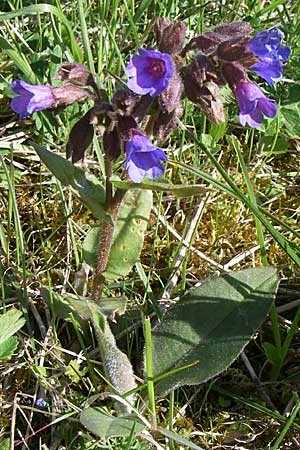 Pulmonaria montana \ Knolliges Lungenkraut / Mountain Lungwort, D Ingelheim 20.4.2008
