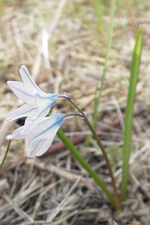 Puschkinia scilloides \ Schein-Scilla / Russian Snowdrop, D Kallstadt 5.4.2009