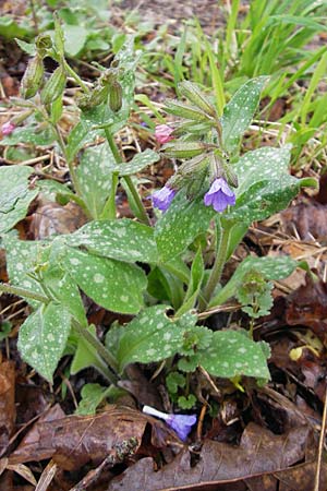 Pulmonaria officinalis \ Echtes Lungenkraut / Lungwort, D Günzburg 18.4.2009