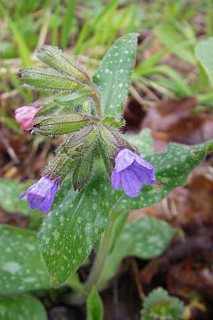 Pulmonaria officinalis \ Echtes Lungenkraut / Lungwort, D Günzburg 18.4.2009