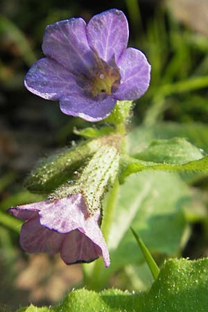 Pulmonaria obscura \ Dunkles Lungenkraut / Suffolk Lungwort, D Schweinfurt 25.4.2009
