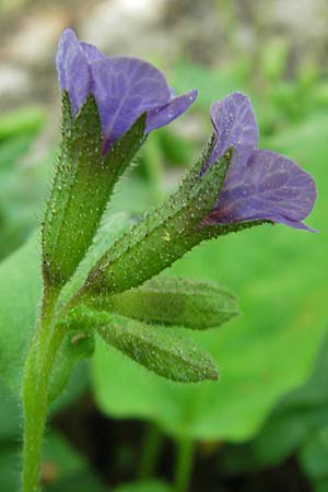 Pulmonaria obscura \ Dunkles Lungenkraut / Suffolk Lungwort, D Schweinfurt 25.4.2009