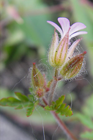 Geranium purpureum \ Purpur-Storchschnabel / Little Robin, Lesser Herb Robert, D Mannheim 6.5.2009