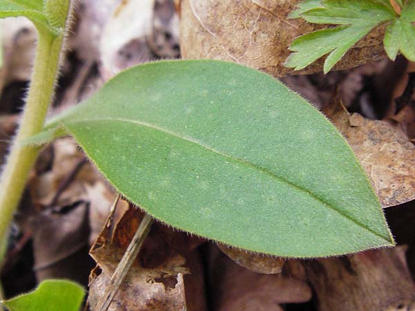 Pulmonaria obscura \ Dunkles Lungenkraut / Suffolk Lungwort, D Thüringen, Weimar 28.3.2014