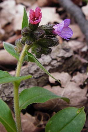 Pulmonaria obscura \ Dunkles Lungenkraut / Suffolk Lungwort, D Thüringen, Weimar 28.3.2014