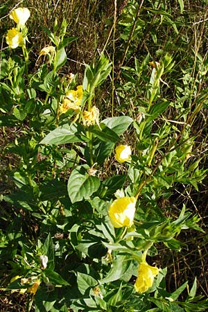Oenothera punctulata \ Feinpunktierte Nachtkerze / Fine-Spotted Evening Primrose, D Graben-Neudorf 19.7.2014