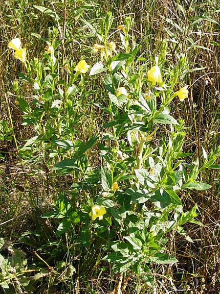 Oenothera punctulata \ Feinpunktierte Nachtkerze / Fine-Spotted Evening Primrose, D Graben-Neudorf 19.7.2014