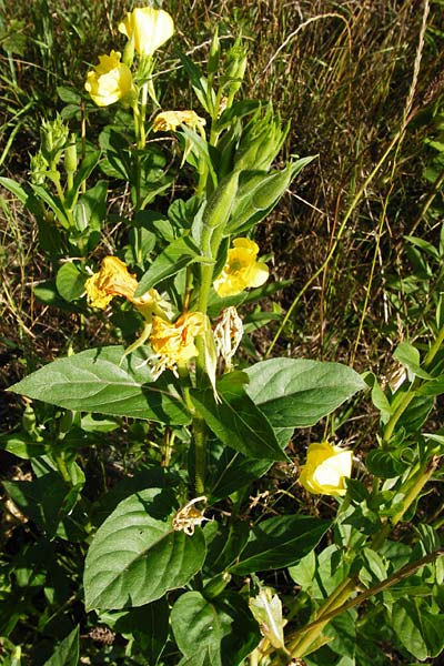 Oenothera punctulata \ Feinpunktierte Nachtkerze / Fine-Spotted Evening Primrose, D Graben-Neudorf 19.7.2014