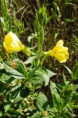 Oenothera punctulata \ Feinpunktierte Nachtkerze / Fine-Spotted Evening Primrose, D Graben-Neudorf 19.7.2014