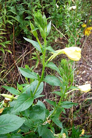 Oenothera punctulata \ Feinpunktierte Nachtkerze / Fine-Spotted Evening Primrose, D Graben-Neudorf 21.7.2014