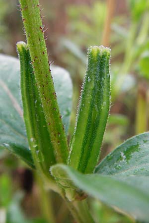 Oenothera punctulata \ Feinpunktierte Nachtkerze / Fine-Spotted Evening Primrose, D Graben-Neudorf 21.7.2014
