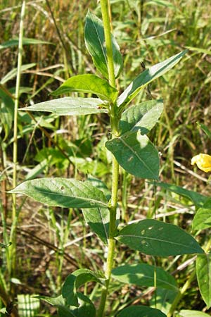 Oenothera punctulata \ Feinpunktierte Nachtkerze / Fine-Spotted Evening Primrose, D Graben-Neudorf 24.7.2014