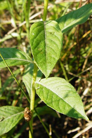 Oenothera punctulata \ Feinpunktierte Nachtkerze / Fine-Spotted Evening Primrose, D Graben-Neudorf 24.7.2014