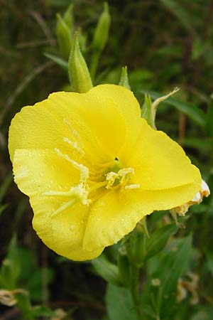 Oenothera punctulata \ Feinpunktierte Nachtkerze / Fine-Spotted Evening Primrose, D Graben-Neudorf 28.7.2014