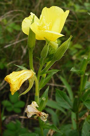 Oenothera punctulata \ Feinpunktierte Nachtkerze / Fine-Spotted Evening Primrose, D Graben-Neudorf 28.7.2014