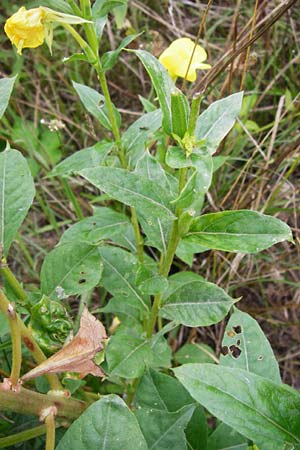 Oenothera punctulata \ Feinpunktierte Nachtkerze / Fine-Spotted Evening Primrose, D Graben-Neudorf 28.7.2014