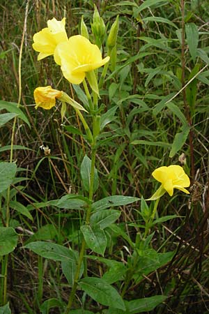 Oenothera punctulata \ Feinpunktierte Nachtkerze / Fine-Spotted Evening Primrose, D Graben-Neudorf 28.7.2014