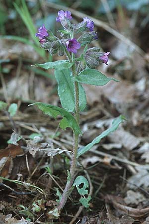 Pulmonaria montana \ Knolliges Lungenkraut / Mountain Lungwort, D Donnersberg 29.4.2006