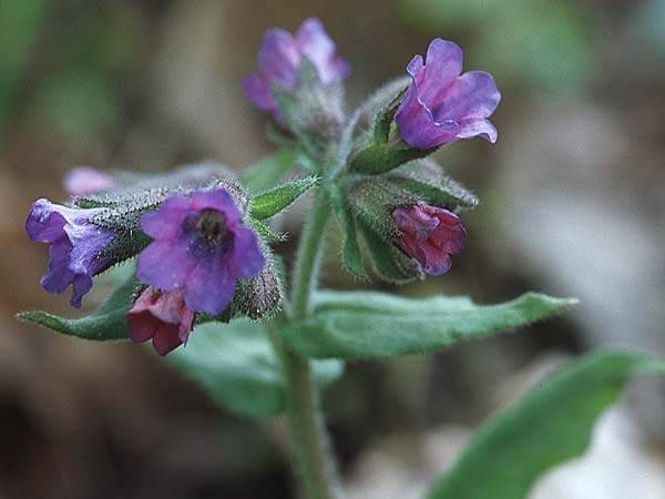 Pulmonaria montana \ Knolliges Lungenkraut / Mountain Lungwort, D Donnersberg 29.4.2006