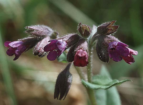 Pulmonaria montana \ Knolliges Lungenkraut / Mountain Lungwort, D Donnersberg 29.4.2006