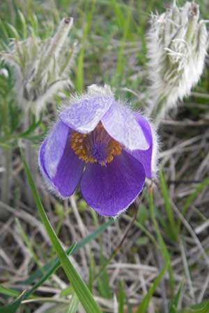 Pulsatilla vulgaris var. oenipontana \ Kuhschelle / Common Pasque-Flower, D Eching 5.5.2012