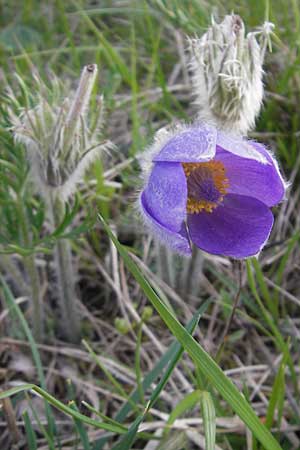 Pulsatilla vulgaris var. oenipontana \ Kuhschelle / Common Pasque-Flower, D Eching 5.5.2012