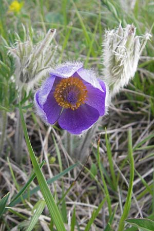 Pulsatilla vulgaris var. oenipontana \ Kuhschelle / Common Pasque-Flower, D Eching 5.5.2012