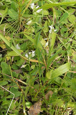Polygala vulgaris \ Gewhnliche Kreuzblume, Gewhnliches Kreuzblmchen / Common Milkwort, D Brensbach 2.7.2013