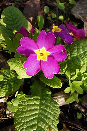 Primula vulgaris \ Stngellose Primel, Kissen-Primel / Primrose, D Frankfurt-Hausen 26.3.2014