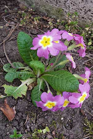 Primula vulgaris \ Stngellose Primel, Kissen-Primel / Primrose, D Thüringen, Weimar 28.3.2014