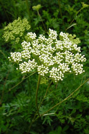 Peucedanum venetum \ Venezianischer Haarstrang / Southern Masterwort, D Weinheim an der Bergstraße, Botan. Gar.  Hermannshof 27.5.2014
