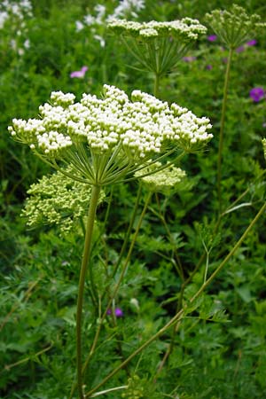 Peucedanum venetum \ Venezianischer Haarstrang / Southern Masterwort, D Weinheim an der Bergstraße, Botan. Gar.  Hermannshof 27.5.2014