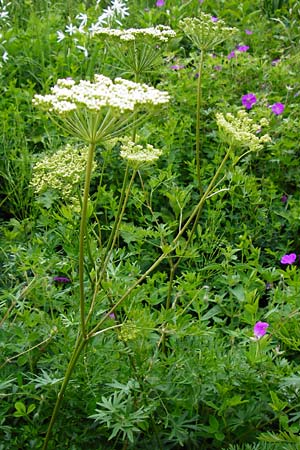 Peucedanum venetum \ Venezianischer Haarstrang / Southern Masterwort, D Weinheim an der Bergstraße, Botan. Gar.  Hermannshof 27.5.2014