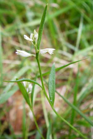 Polygala vulgaris var. oxyptera \ Spitzfl&uuml;gelige Kreuzblume, Spitzfl&uuml;geliges Kreuzbl&uuml;mchen / Sharp-Winged Milkwort, D Odenwald, Erbach 30.5.2014