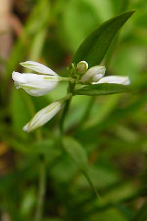 Polygala vulgaris var. oxyptera \ Spitzfl&uuml;gelige Kreuzblume, Spitzfl&uuml;geliges Kreuzbl&uuml;mchen / Sharp-Winged Milkwort, D Odenwald, Erbach 30.5.2014