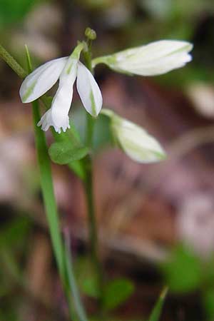 Polygala vulgaris var. oxyptera \ Spitzfl&uuml;gelige Kreuzblume, Spitzfl&uuml;geliges Kreuzbl&uuml;mchen / Sharp-Winged Milkwort, D Odenwald, Erbach 30.5.2014