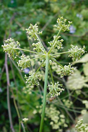 Peucedanum venetum \ Venezianischer Haarstrang / Southern Masterwort, D Weinheim an der Bergstraße, Botan. Gar.  Hermannshof 1.8.2014