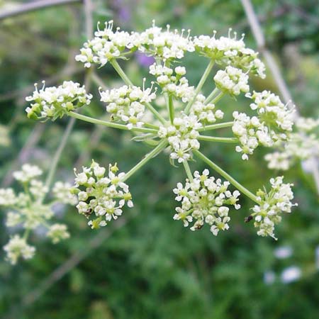 Peucedanum venetum \ Venezianischer Haarstrang / Southern Masterwort, D Weinheim an der Bergstraße, Botan. Gar.  Hermannshof 1.8.2014