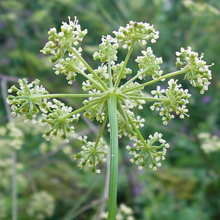 Peucedanum venetum \ Venezianischer Haarstrang / Southern Masterwort, D Weinheim an der Bergstraße, Botan. Gar.  Hermannshof 1.8.2014