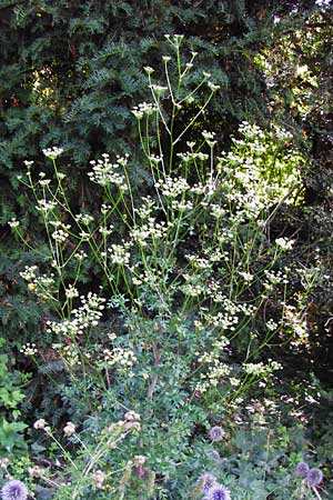 Peucedanum venetum \ Venezianischer Haarstrang / Southern Masterwort, D Weinheim an der Bergstraße, Botan. Gar.  Hermannshof 1.8.2014