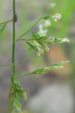 Poa annua \ Einjhriges Rispengras / Annual Blue Grass, D Reilingen 11.9.2010