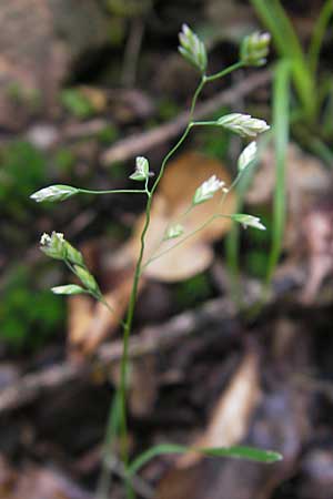 Poa trivialis \ Gewhnliches Rispengras / Rough Blue Grass, D Odenwald, Neckargemünd-Mückenloch 13.9.2010