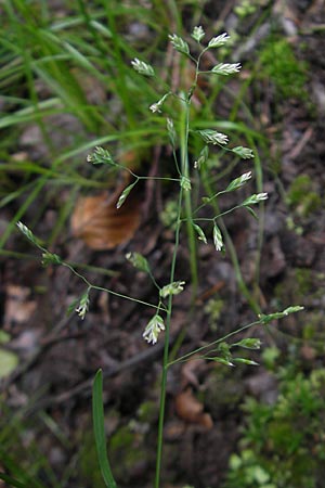 Poa trivialis \ Gewhnliches Rispengras / Rough Blue Grass, D Odenwald, Neckargemünd-Mückenloch 13.9.2010