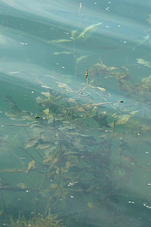 Potamogeton lucens \ Glnzendes Laichkraut / Shining Pontweed, D Rheinstetten-Silberstreifen 16.8.2008