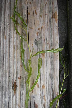 Potamogeton x angustifolius \ Schmalbl&auml;ttriges Laichkraut / Illinois Pontweed, D Karlsruhe 24.7.2010
