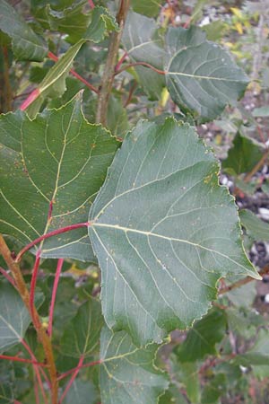 Populus x canadensis \ Kanadische Pappel, Bastard-Schwarzpappel / Black Poplar, D Ludwigshafen 8.10.2011