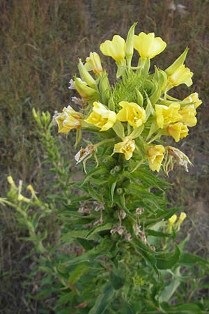 Oenothera rubriaxis \ Rotachsige Nachtkerze / Red-Axis Evening Primrose, D Mannheim 15.7.2011