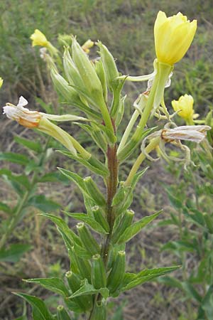 Oenothera rubriaxis \ Rotachsige Nachtkerze / Red-Axis Evening Primrose, D Mannheim 15.7.2011