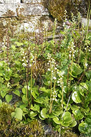 Pyrola rotundifolia \ Rundblttriges Wintergrn / Round-Leaved Wintergreen, D Solnhofen 5.6.2012